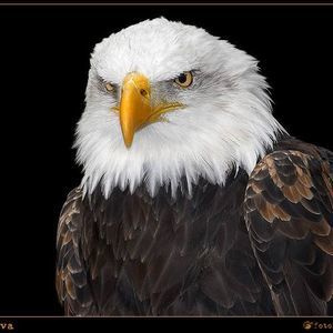 Meet your Posher, Mario samuel